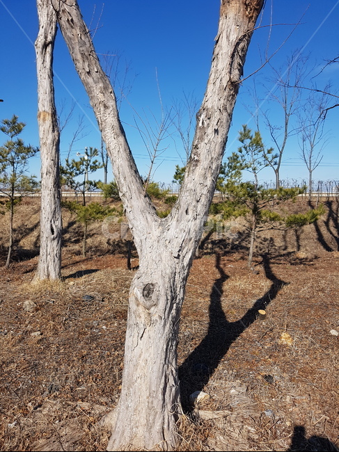나무,자연,나무가지,식물,그림자,당당함,공존,승리,식물,자연,plants,nature,나무,trees,wood