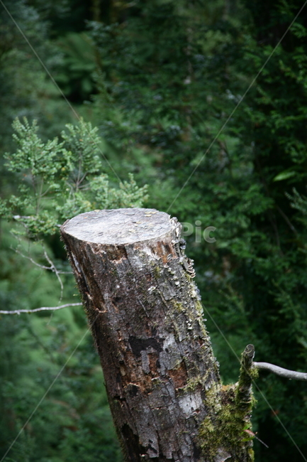 treestump,그루터기,나무,숲,동전던지기,울창한