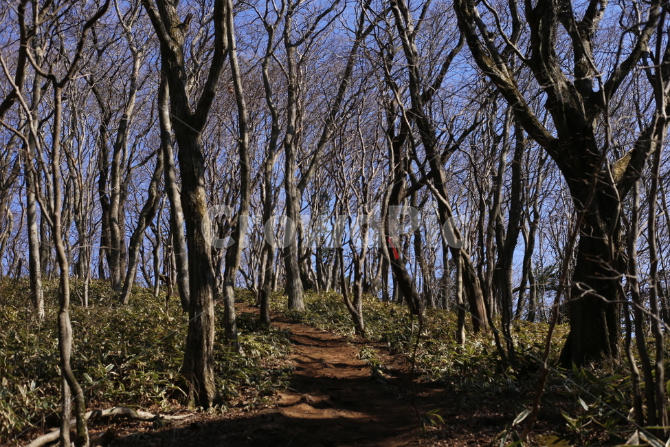 나무,숲,사려니숲,forest,산,풍경