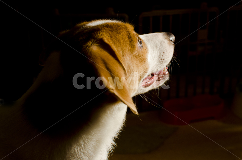 동물,노을,검은색,햇빛,그림자,동물,animal,개,강아지,dog,doggy