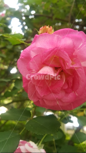 꽃,여름,핑크,식물,계절,flower,plant,nature,season,컬러