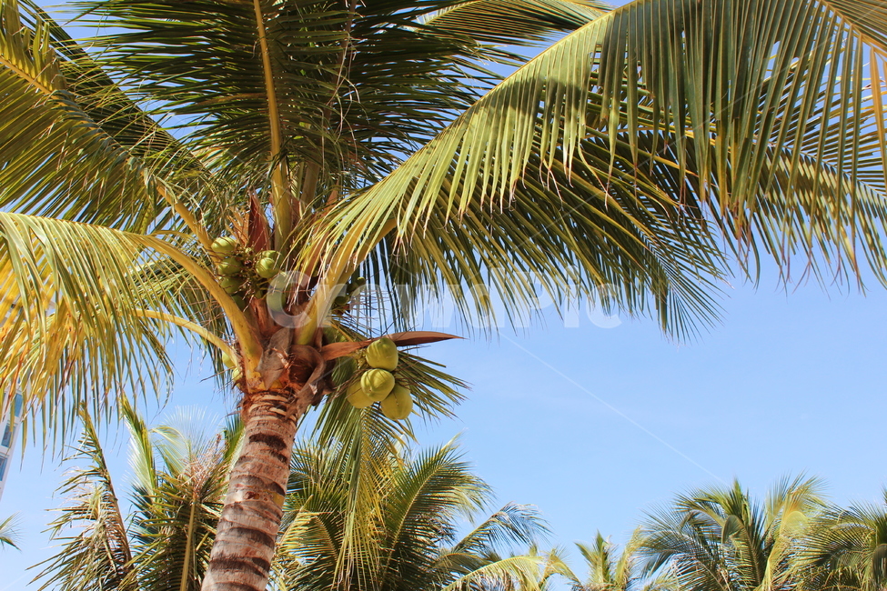 야자수,동남아,코코넛,식물,베트남,palmtree,plants,나무,trees,wood