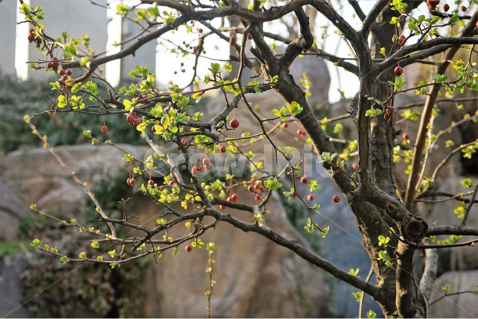 눈,싹,자연,식물,나무,연두색,녹색,nature,봄,spring,season,식물,자연,plants,nature,나무,trees,wood