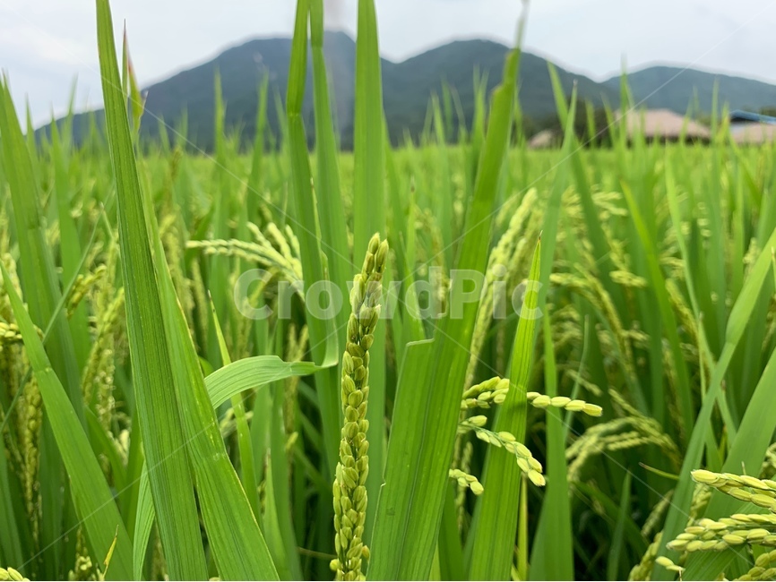 vegetation,plant,식물,field,들,grassland,outdoors,옥외,nature,자연,논,벼,산,논밭,시골,풍경,산업,industry,industrial,농업,농사,agriculture,farming,farming industry