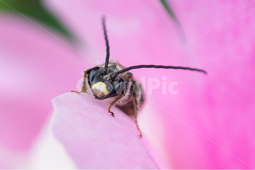 꽃,벌,벌레,분홍꽃,flower,식물,자연,plants,nature,꽃,flower,동물,animal,곤충,벌레,insect,bug
