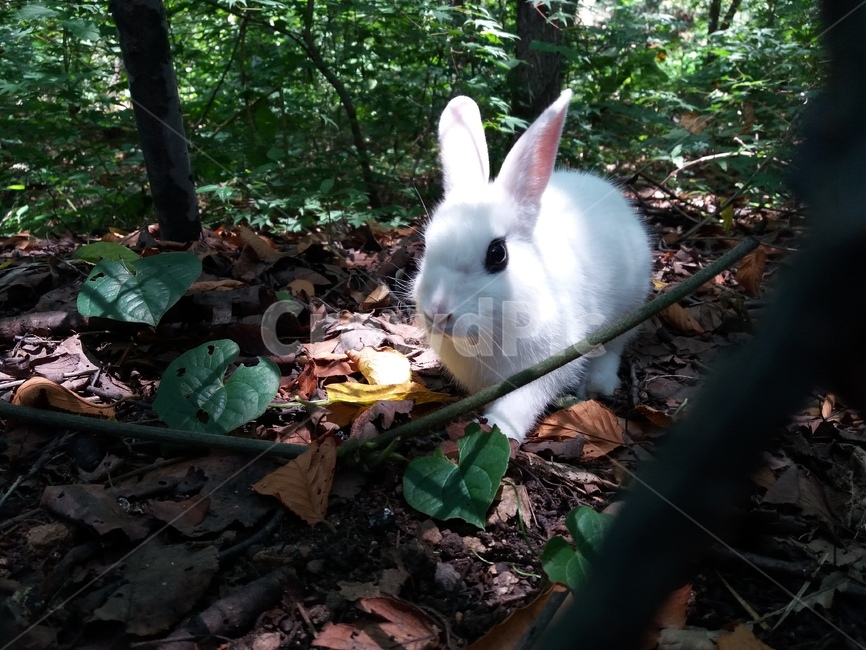 토끼,산토끼,방사,힌색토끼,동물,공원,산책로,동물,animal,포유류,mammal