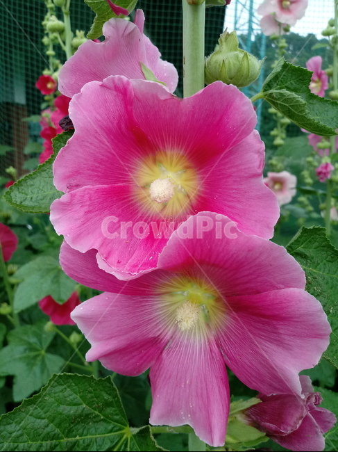 접시꽃,hollyhock,촉규화,덕두화,접중화,촉계화,단오금,황촉화,아욱과