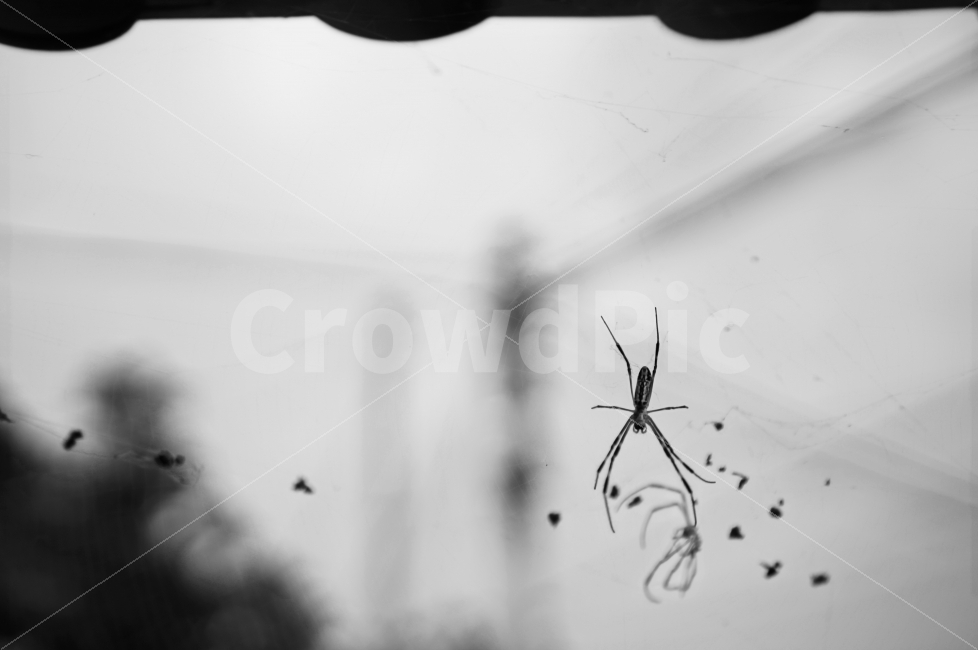 거미,생물,동물,절지동물,spider,무당거미,silkspider,흑백,흑백사진,BW,동물,animal,곤충,벌레,insect,bug,감성,sensible,feeling,흑백,모노톤,monochrome,black and white