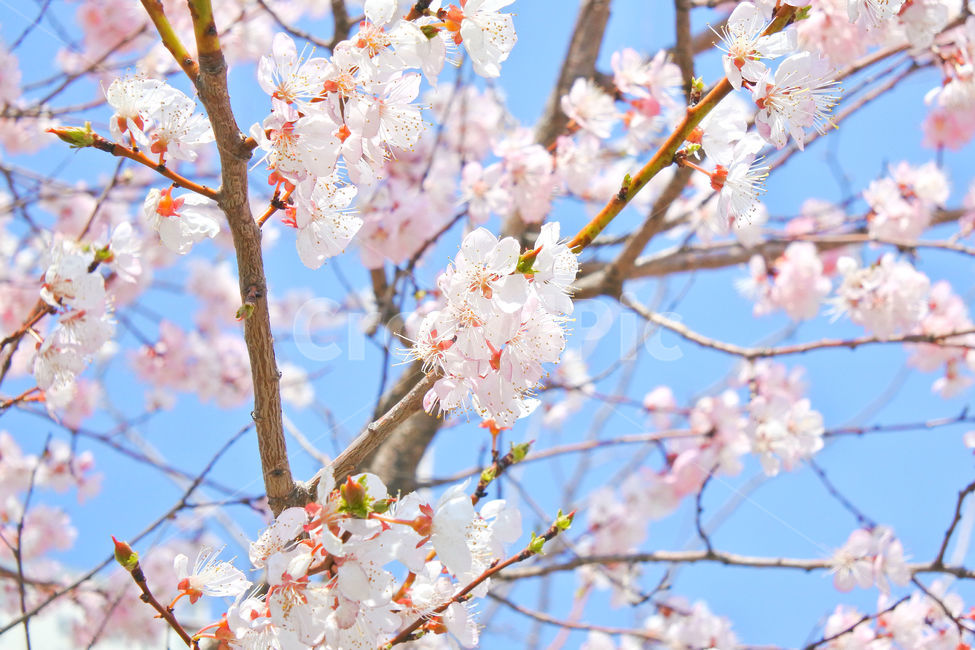 봄,꽃,감성사진,살구,살구꽃,연분홍,분홍,색감,자연,sky,pink,flower,봄,계절,spring,season,식물,자연,plants,nature,꽃,flower,plant,blossom