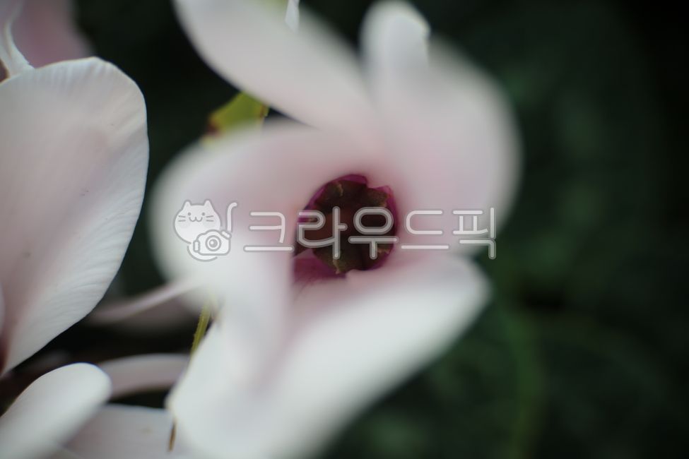 cyclamen,petal,flower