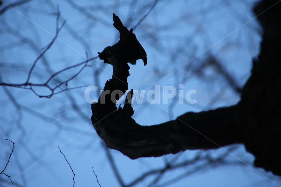 나뭇가지,죽은나무,나무,wood,branch