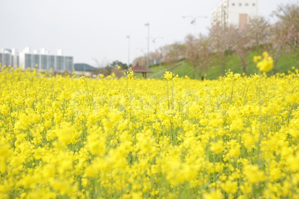 봄,배경화면,배경,유채꽃,꽃,주말,나들이,화창함,기분,분위기,자연,풍경,식물,감성,노랑,색,색감,여유,그날,느낌,봄날,데일리,유채꽃밭,꽃밭,자연,풍경,nature,landscape,봄,계절,spring,season,outdoors,옥외,grassland,목초지,field,들