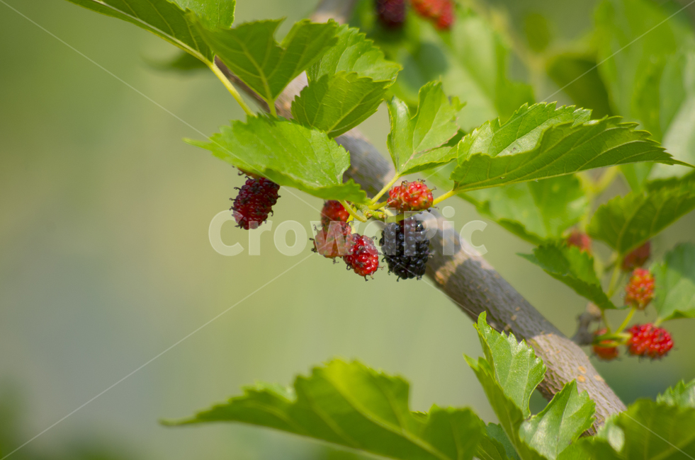 뽕,뽕열매,열매,여름,나무,계절,감성,나뭇잎,fruit