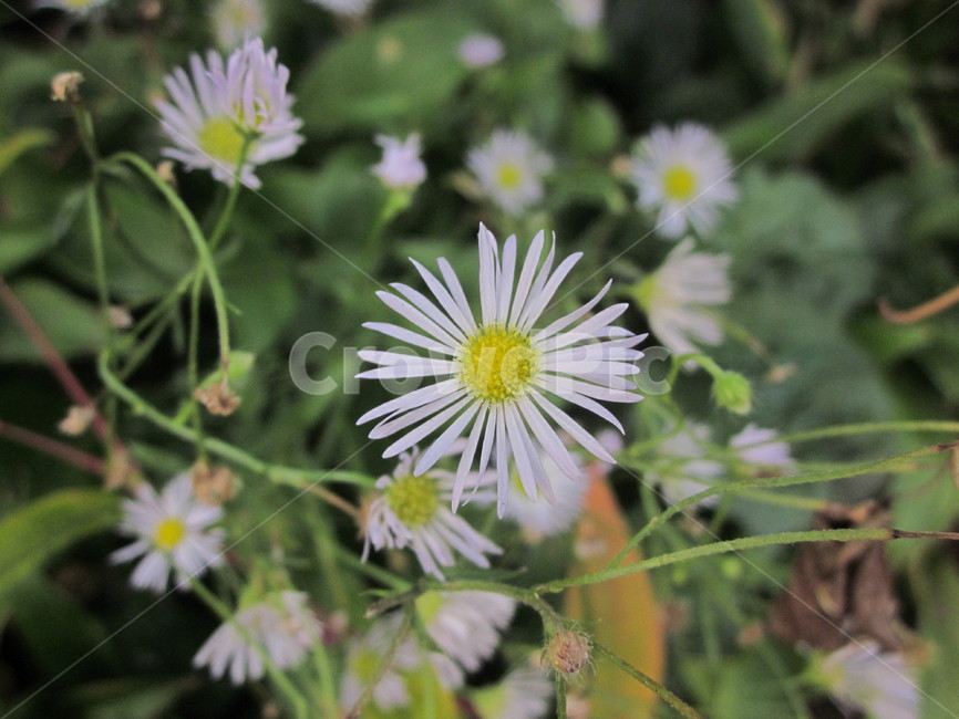꽃잎,야생화,wildflower,길가,잡초,꽃,식물,자연,plants,nature,꽃,flower