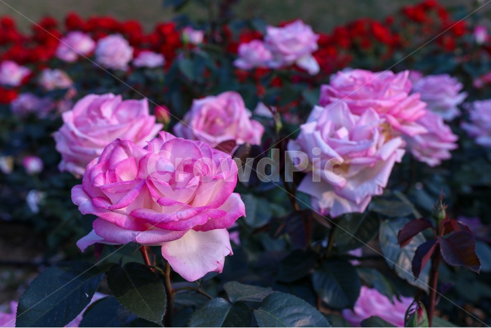 꽃,rose,장미,식물,장미축제,flower,식물,자연,plants,nature,꽃,flower