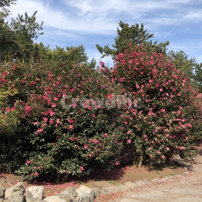 동백꽃,동백나무,풍경,꽃,봄,식물,자연,plants,nature,꽃,flower