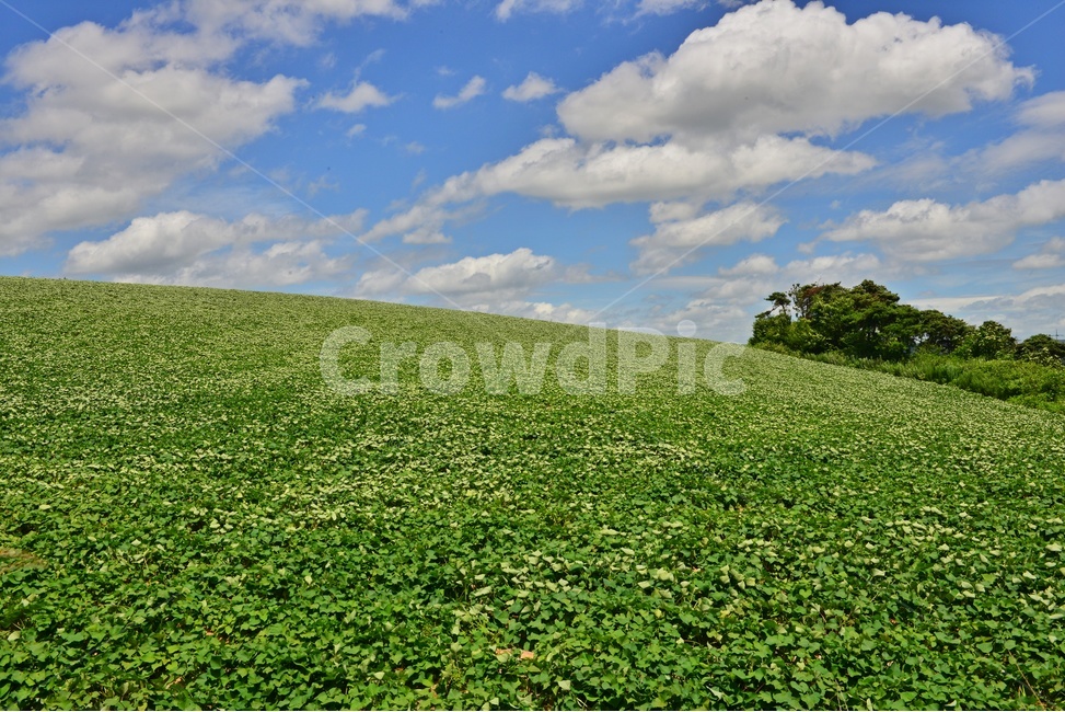 고창고구마밭,고구마밭,파란하늘,구름,nature,자연,outdoors,옥외,field,들,자연,풍경,nature,landscape