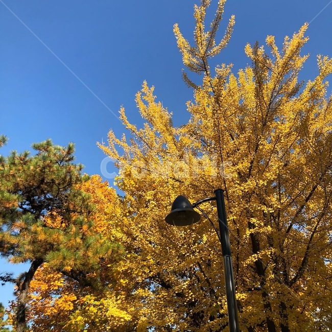 하늘,가을,단풍,풍경,fall,sky,yellow,계절,배경,분위기,감성,느낌,가로등