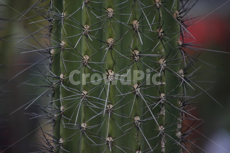 금계룡,선인장,온실,cactus,가시,텍스처,질감,패턴,texture,pattern