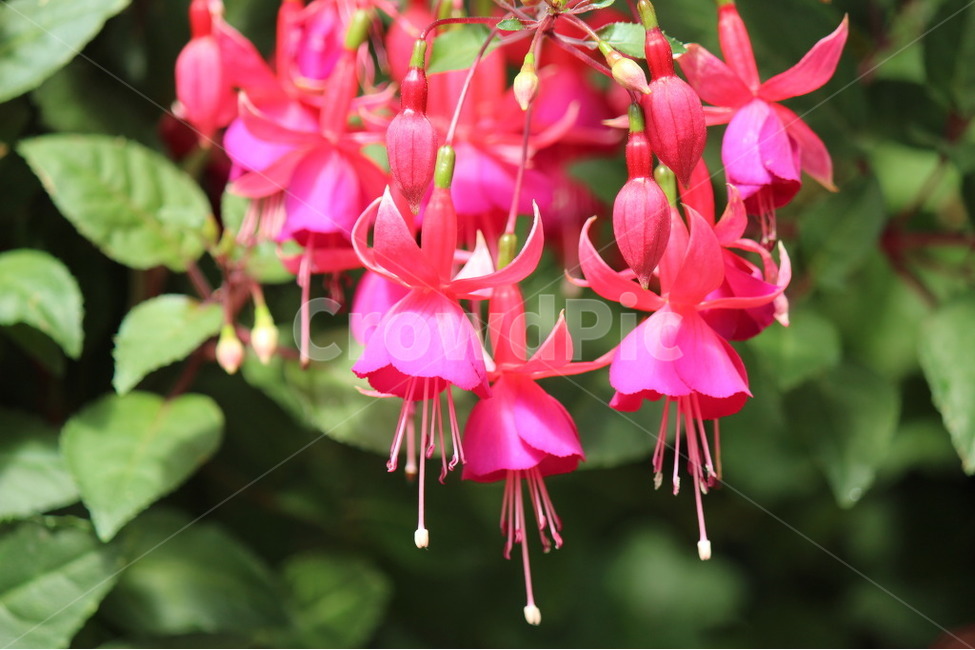 꽃,빨강,산,식물,이쁜,식물,자연,plants,nature,꽃,flower