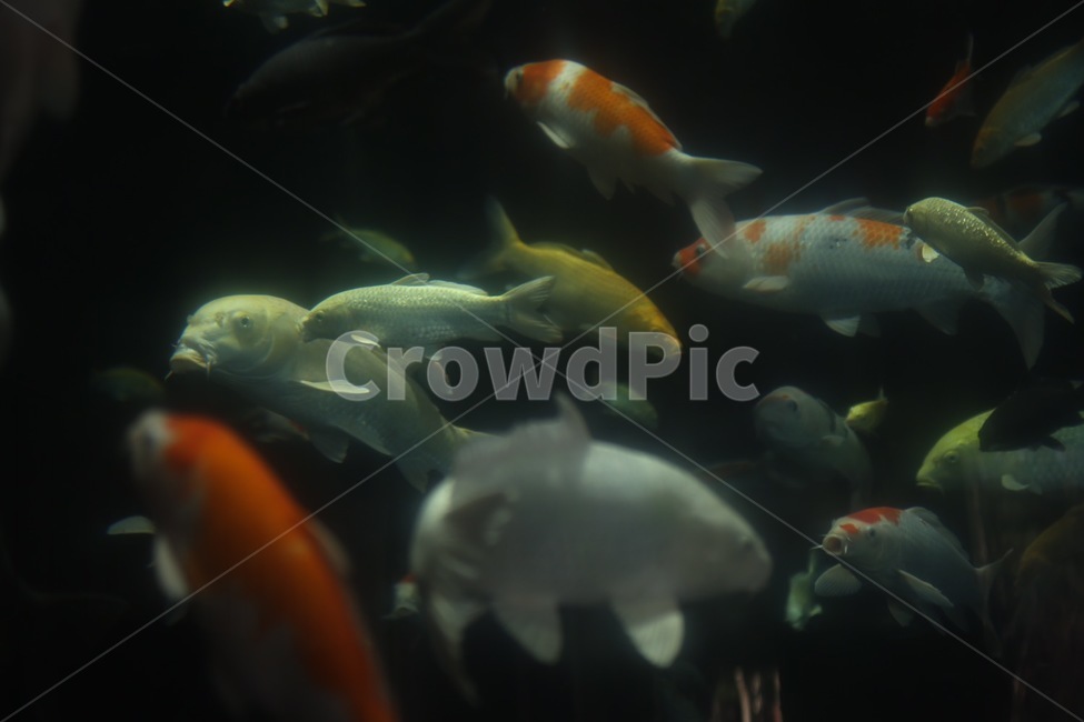 수조관,어류,물고기,헤엄,피쉬,동물,animal,어류,물고기,fish