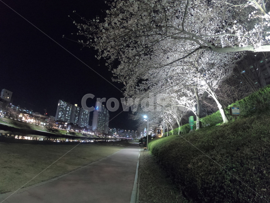 부산,벚꽃,야경,온천천,강변,산책,야경,밤,풍경,nightscape,night,landscape,도시,city,asphalt,아스팔트