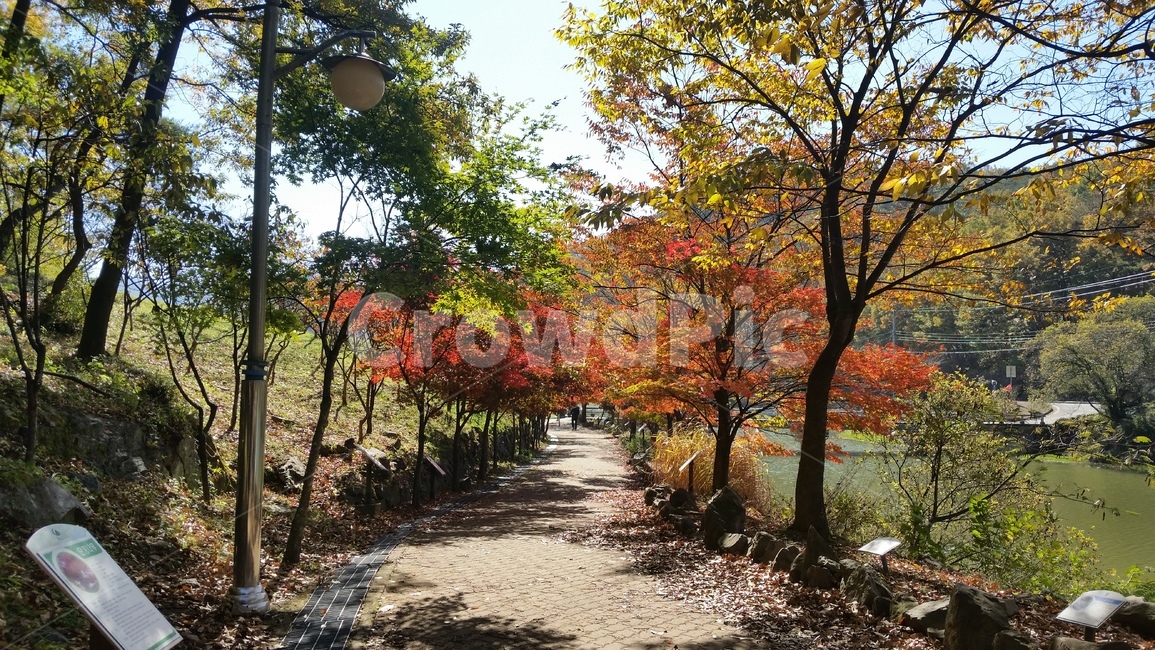 가을,낙엽,햇살,산책,단풍,가을,계절,fall,autumn,season,자연,풍경,nature,landscape,tree,나무,plant,식물,leaf,잎