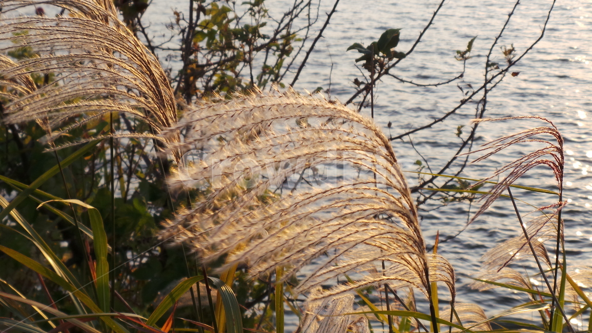 갈대,억새풀,바람,식물,가을,가을,계절,fall,autumn,season,식물,자연,plants,nature,grass,잔디,plant,lawn,reed