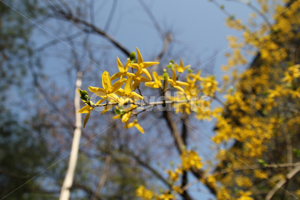 봄꽃,나무,식물,flower,blossom,꽃,개나리,노란색