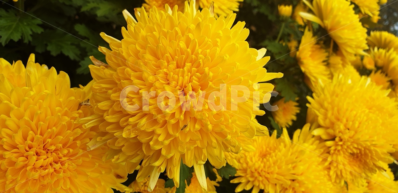 plant,식물,blossom,꽃,노란,국화