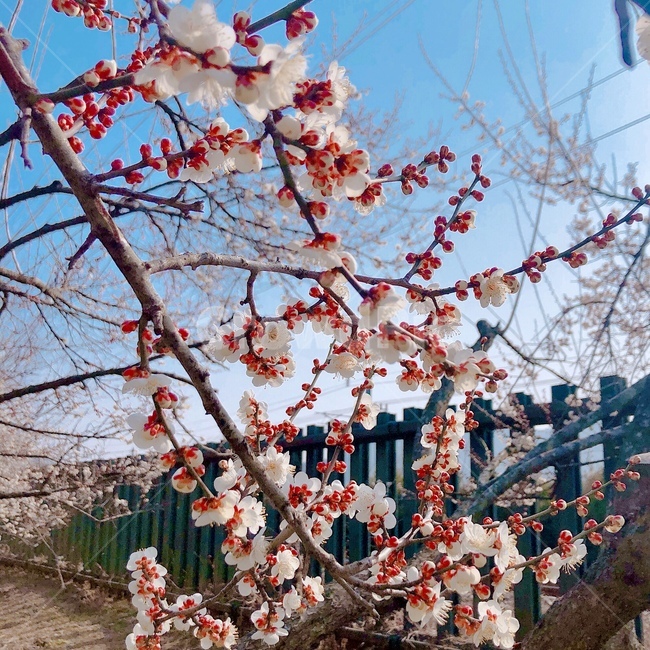 식물,blossom,꽃,flower,벚꽃,매화