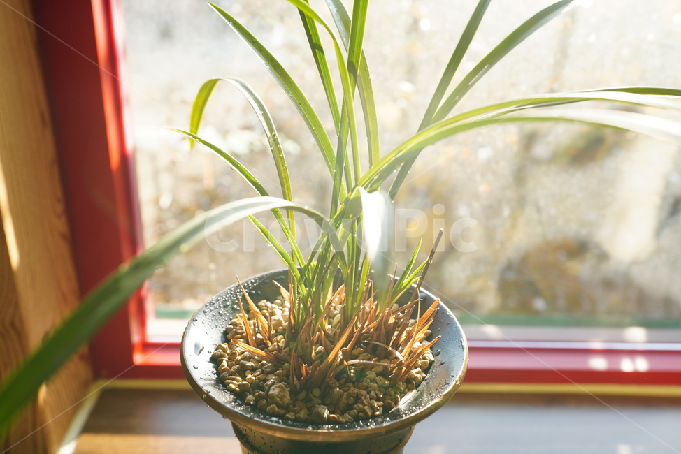 식물,난,창,화분,윈도우,창가,창문,생명,생물,plant,실내용화초,화분,화초,house plant
