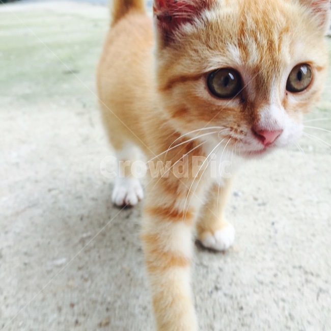 고양이,반려묘,애완동물,cat,animal,pet,예쁨,동물,animal,포유류,mammal,고양이,cat,kitten,kitty