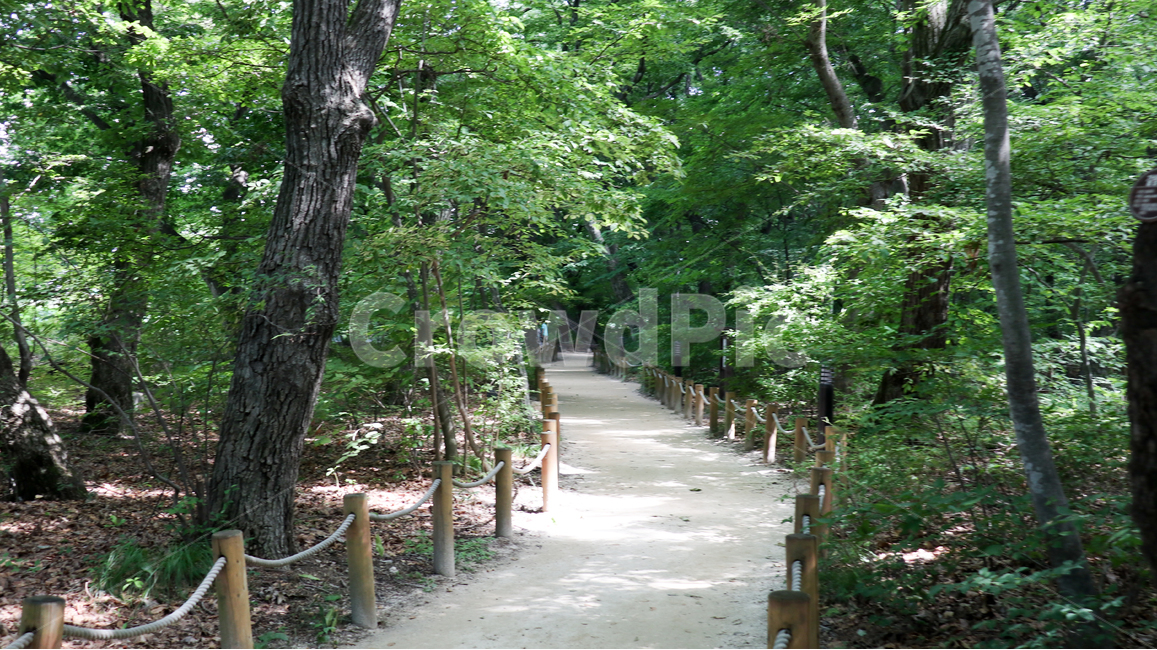 자연,산책로,공원,여름,숲