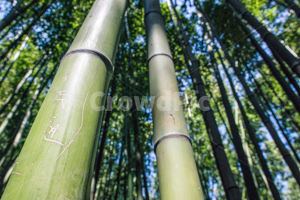 대나무,봄,산책,숲,뱀부,bamboo,park,공원,식물,자연,plants,nature,나무,trees,wood