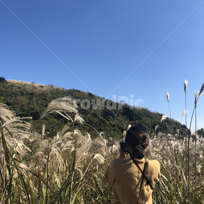 뒷모습,사람,인물,자연,갈대,억새,가을,계절,fall,autumn,season,사람,인물,인간,human,person,여성,여자,woman,female,lady,여행,휴가,traveling,vacation,trip,사진작가,포토그래퍼,photographer,grass,잔디,plant,식물