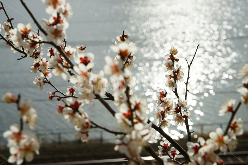 순매원,양산,매화,피러팡,역광,봄,계절,spring,season,식물,자연,plants,nature,꽃,flower,휴식,힐링,rest,relaxation,healing,plant,blossom