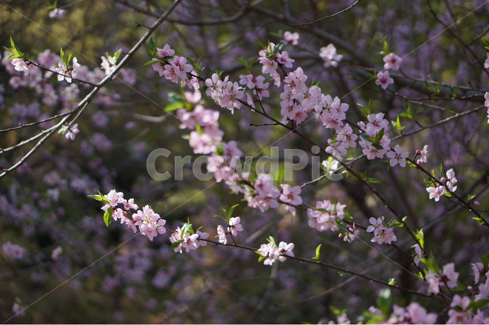 복사꽃,핑크,봄,산,낮,빛,봄,계절,spring,season,식물,자연,plants,nature,꽃,flower,plant,blossom