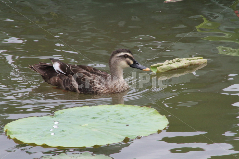 흰뺨검둥오리,오리과,새,동물,spotbilledduck,철새,오리,동물,animal,조류,새,birds