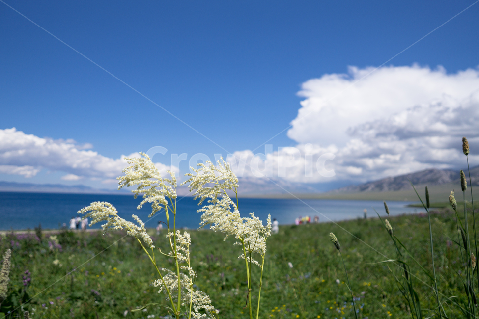 꽃,하늘,파란하늘,바다,호수,강바람,자연,풍경,nature,landscape,outdoors,옥외,grassland,목초지,field,들,plant,식물