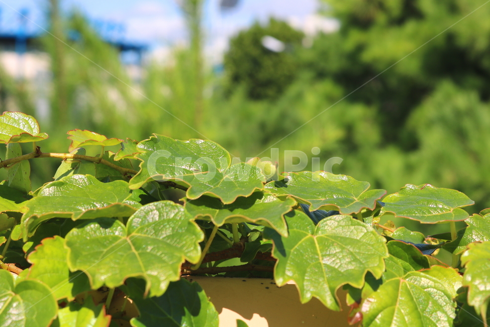 담쟁이덩굴,덩굴,식물,포도과,나무,자연,풍경,넝쿨,담쟁이,식물,자연,plants,nature