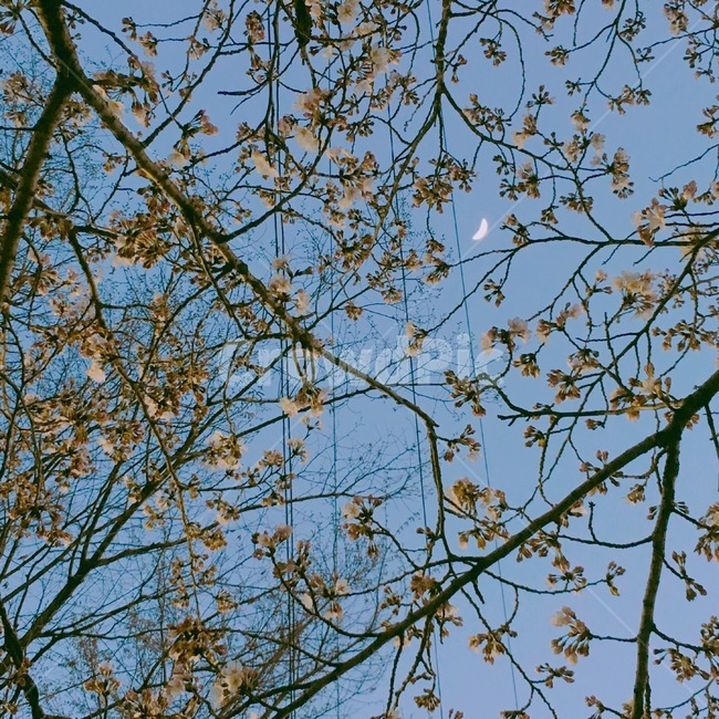봄,벚꽃,꽃,하늘,달,밤,봄,계절,spring,season,식물,자연,plants,nature,꽃,flower,tree,나무,plant