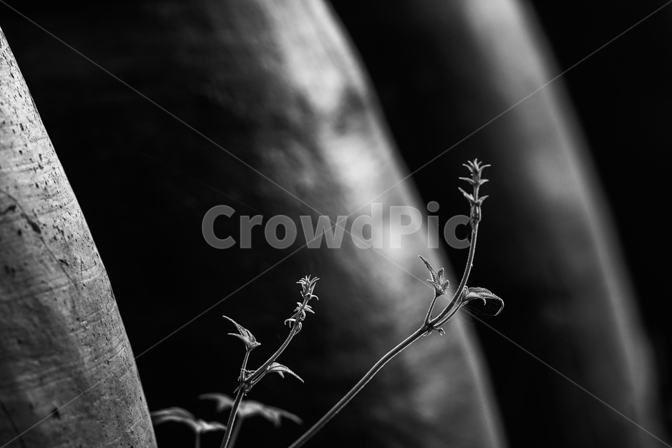 장독,항아리,풀,식물,야생식물,장독대,식물,자연,plants,nature,흑백,모노톤,monochrome,black and white