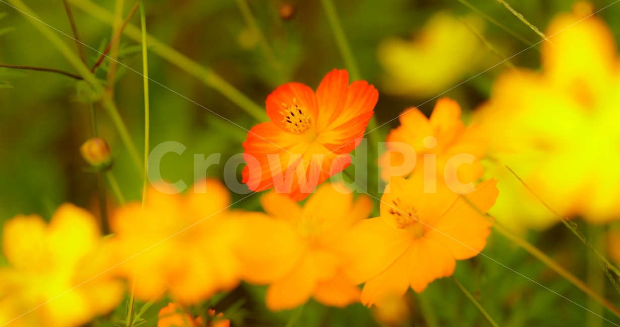가을,감성,꽃,코스모스,flower,자연,가을,계절,fall,autumn,season,식물,자연,plants,nature,꽃,flower,색깔,색상,색채,색감,color sense,color sensitivity,feeling of color,geranium,제라늄,plant,blossom