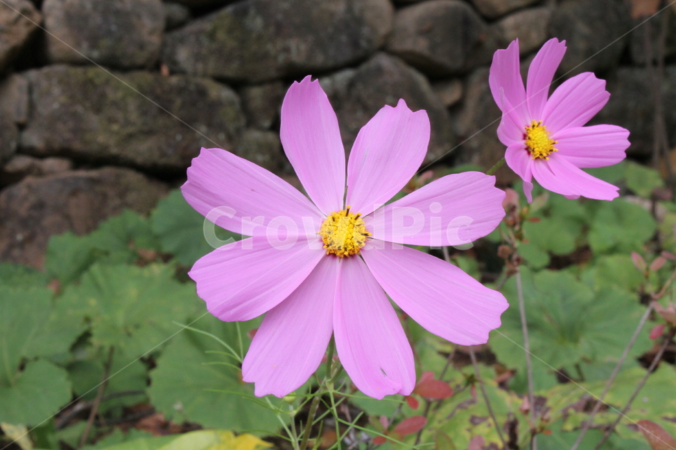 코스모스,꽃,식물,cosmos,분홍,식물,자연,plants,nature,꽃,flower