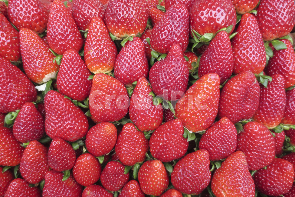 딸기,과일,빨간색,봄,배경,빨간,음식,신선한,건강한,유기농,시장,strawberry,fruit,redfruits,fresh,healthy,spring,background,food,음식,식재료,요리,food,cook,meal,dishes,food reserves,과일,열매,fruit