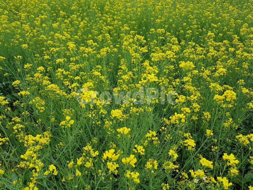 식물,유채,유채꽃,유채밭,노란꽃,자연,plant,nature