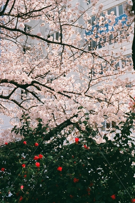 봄,벚꽃,동백꽃,spring,flower,cherryblossoms,camellia,따스함