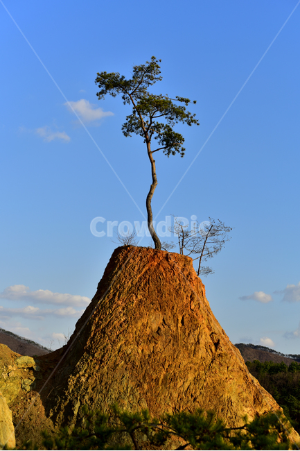 소나무,푸른하늘,파란하늘,구름,나무,pine,bluesky,sky,clouds,tree