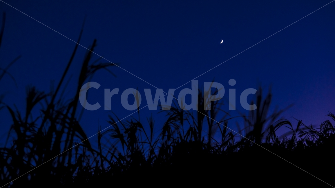 달,밤,어둠,갈대,억새,초승달,보름달,자연,풍경,nature,landscape,야경,밤,nightscape,night,outdoors,옥외,astronomy,천문학,universe,우주,outer space,대기권 밖,space